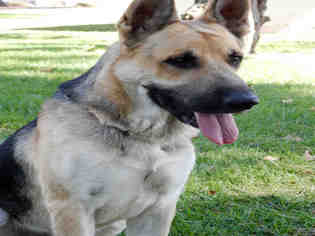 German Shepherd Dog Dogs for adoption in Upland, CA, USA