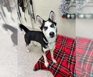 Siberian Husky Dogs for adoption in Brighton, CO, USA