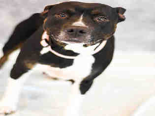 American Pit Bull Terrier-Labrador Retriever Mix Dogs for adoption in Center Township, PA, USA