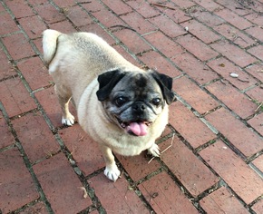 Pug Dogs for adoption in Bellbrook, OH, USA