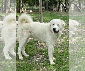 Akbash-Great Pyrenees Mix Dogs for adoption in Whitewright, TX, USA