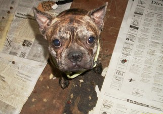 Faux Frenchbo Bulldog Dogs for adoption in Perry, OK, USA