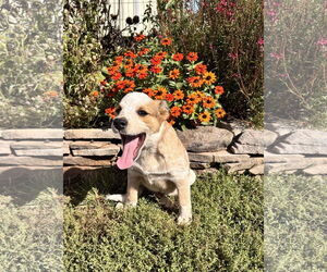 Mutt Dogs for adoption in Garden City, NY, USA