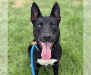 Labrador Retriever-Unknown Mix Dogs for adoption in San Diego, CA, USA