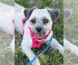 Maltese-Unknown Mix Dogs for adoption in Minneapolis, MN, USA