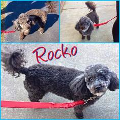 Miniature Labradoodle Dogs for adoption in Little Rock, AR, USA