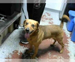 Redbone Coonhound Dogs for adoption in Atlanta, GA, USA