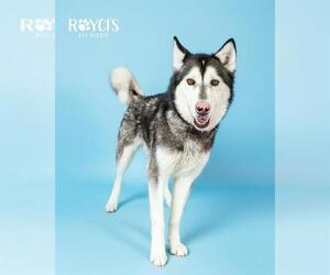 Siberian Husky Dogs for adoption in West Valley, UT, USA