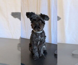 Mutt Dogs for adoption in Downey, CA, USA