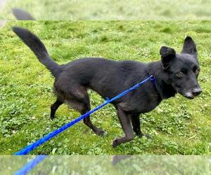 Border Collie-Unknown Mix Dogs for adoption in McKinleyville, CA, USA