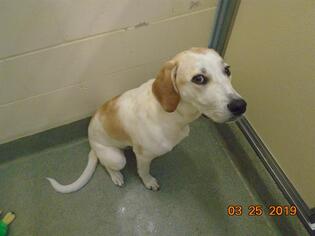 American Foxhound Dogs for adoption in Lee's Summit, MO, USA