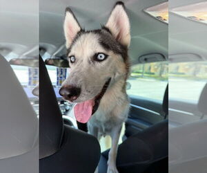 - Mix Dogs for adoption in miami, FL, USA