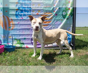 Mutt Dogs for adoption in Abbeville, LA, USA