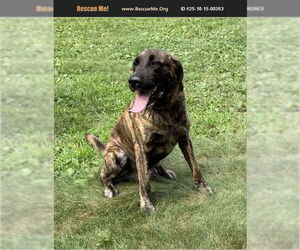 Mastador Dogs for adoption in Benton, PA, USA