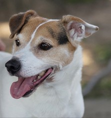Jack Russell Terrier Dogs for adoption in Oxford, NC, USA