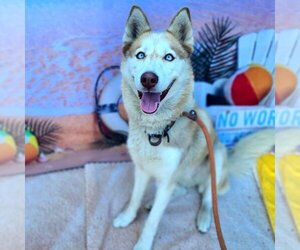 Siberian Husky Dogs for adoption in Long Beach, CA, USA