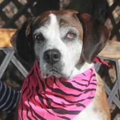 Bogle Dogs for adoption in Garfield Heights, OH, USA