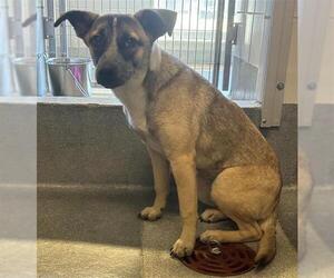 Mutt Dogs for adoption in San Antonio, TX, USA