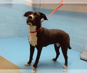 American Pit Bull Terrier-Labrador Retriever Mix Dogs for adoption in Moreno Valley, CA, USA