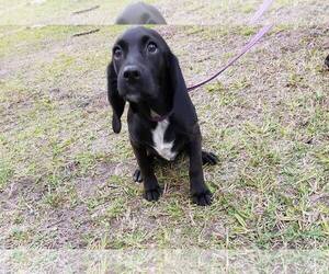 Bocker Dogs for adoption in Sanderson, FL, USA