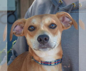 Chiweenie Dogs for adoption in Huntley, IL, USA