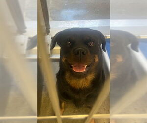 Rottweiler Dogs for adoption in Downey, CA, USA