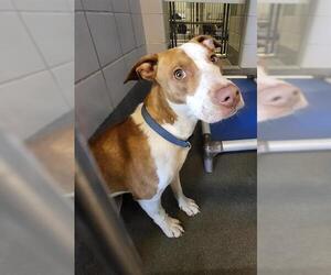 Mutt Dogs for adoption in San Antonio, TX, USA