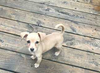 Chihuahua Dogs for adoption in Saugatuck, MI, USA