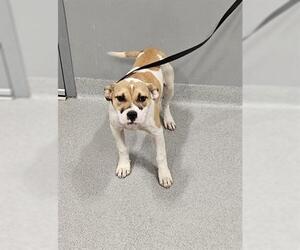 American Pit Bull Terrier Dogs for adoption in San Martin, CA, USA