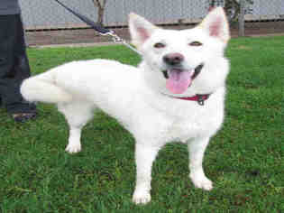 Siberian Husky Dogs for adoption in Oakdale, CA, USA