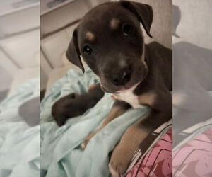 Borador Dogs for adoption in Lakewood, CO, USA