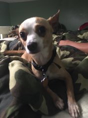 Chihuahua Dogs for adoption in Toledo, OH, USA