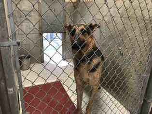 German Shepherd Dog Dogs for adoption in Lodi, CA, USA