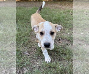 Shepradors Dogs for adoption in McKinney, TX, USA