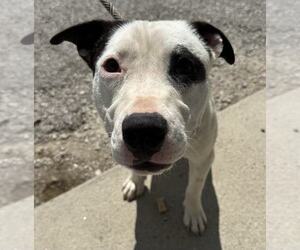 American Pit Bull Terrier-Unknown Mix Dogs for adoption in Evansville, IN, USA