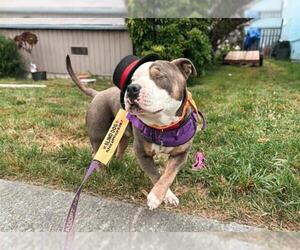 Mutt Dogs for adoption in McKinleyville, CA, USA