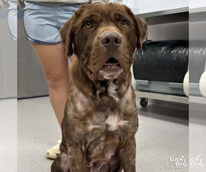 Chocolate Labrador retriever-Retriever Mix Dogs for adoption in Washington, DC, USA