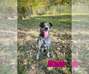 Catahoula Leopard Dog-Unknown Mix Dogs for adoption in Port Clinton, OH, USA
