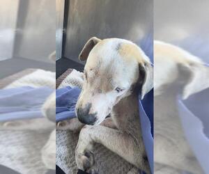 American Staffordshire Terrier-Unknown Mix Dogs for adoption in San Antonio, TX, USA