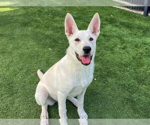 Shepradors Dogs for adoption in Orange, CA, USA