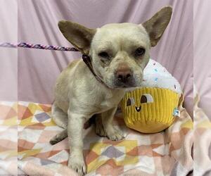 French Bulldog-Unknown Mix Dogs for adoption in Modesto, CA, USA