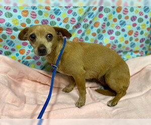 Chihuahua Dogs for adoption in Modesto, CA, USA