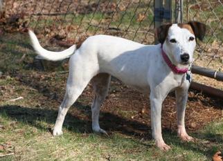 Jack Russell Terrier-Unknown Mix Dogs for adoption in Monroe, VA, USA