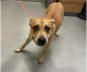 American Pit Bull Terrier-Unknown Mix Dogs for adoption in Orange, CA, USA