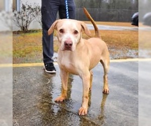 Mutt Dogs for adoption in Westwood, NJ, USA