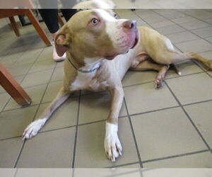 American Pit Bull Terrier Dogs for adoption in Ocala, FL, USA