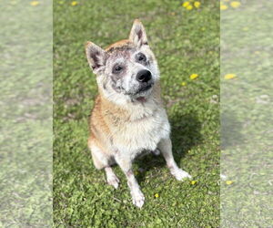 Shiba Inu Dogs for adoption in Virginia Beach, VA, USA