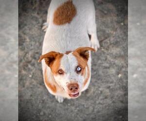 Border Collie Dogs for adoption in Santa Barbara, CA, USA