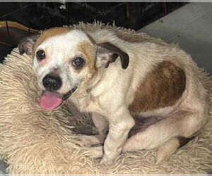 Beagle-Chihuahua Mix Dogs for adoption in Princeton, MN, USA