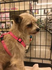 Small Cairn Terrier Mix